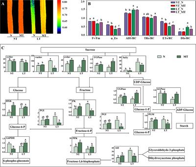 Rhizosphere melatonin application reprograms nitrogen-cycling related microorganisms to modulate low temperature response in barley